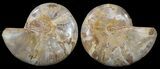 Cut & Polished, Agatized Ammonite Fossil - Jurassic #53790-1
